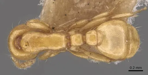 Neivamyrmex leonardi specimen CASENT0905734 image casent0905734_1