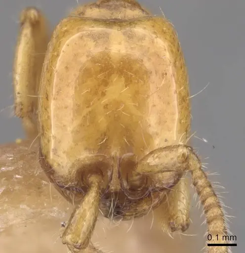 Neivamyrmex leonardi specimen CASENT0905734 image casent0905734_2