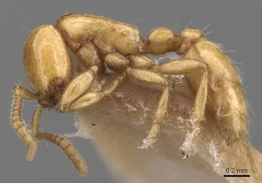 Neivamyrmex leonardi specimen CASENT0905734 image casent0905734_3