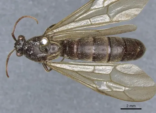 Neivamyrmex leptognathus specimen CASENT0903739 image casent0903739_1