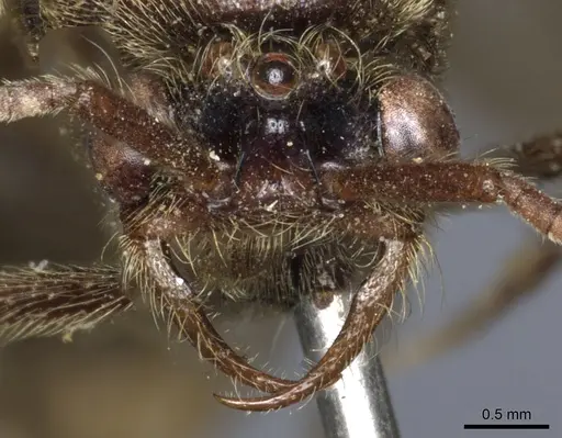 Neivamyrmex leptognathus specimen CASENT0903739 image casent0903739_2