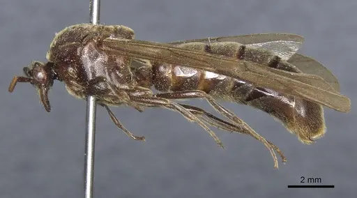 Neivamyrmex leptognathus specimen CASENT0903739 image casent0903739_3