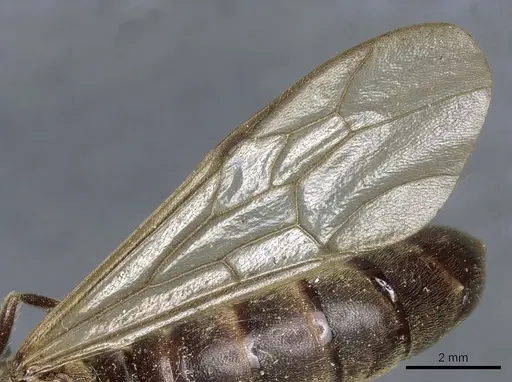Neivamyrmex leptognathus specimen CASENT0903739 image casent0903739_4