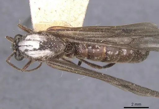Neivamyrmex leptognathus specimen CASENT0911402 image casent0911402_1