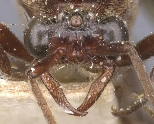Neivamyrmex leptognathus specimen CASENT0911402 image casent0911402_2