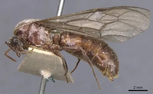 Neivamyrmex leptognathus specimen CASENT0911402 image casent0911402_3