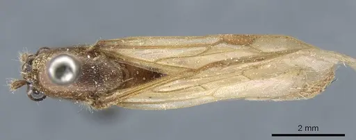 Neivamyrmex lieselae specimen CASENT0905967 image casent0905967_1