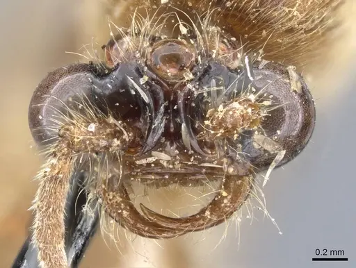 Neivamyrmex lieselae specimen CASENT0905967 image casent0905967_2