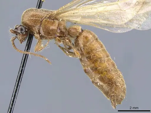 Neivamyrmex lieselae specimen CASENT0905967 image casent0905967_3
