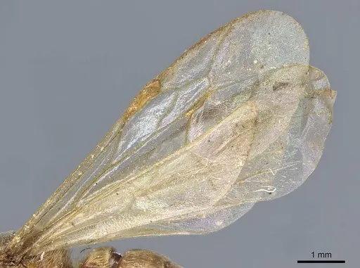 Neivamyrmex lieselae specimen CASENT0905967 image casent0905967_4