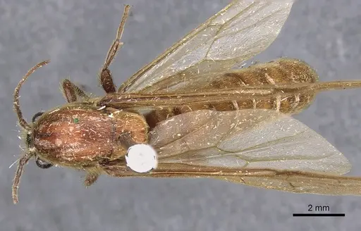 Neivamyrmex longiscapus specimen CASENT0902308 image casent0902308_1