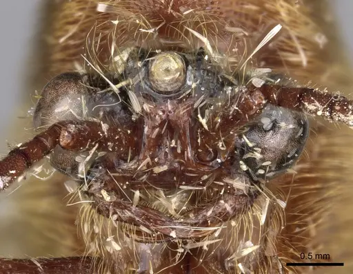 Neivamyrmex longiscapus specimen CASENT0902308 image casent0902308_2