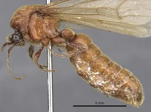 Neivamyrmex longiscapus specimen CASENT0902308 image casent0902308_3