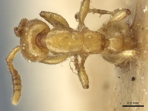 Neivamyrmex macrodentatus specimen CASENT0903726 image casent0903726_1