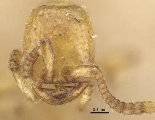 Neivamyrmex macrodentatus specimen CASENT0903726 image casent0903726_2