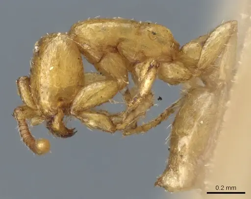 Neivamyrmex macrodentatus specimen CASENT0903726 image casent0903726_3