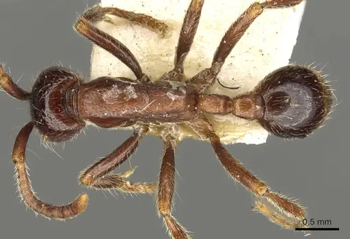 Neivamyrmex manni specimen CASENT0902639 image casent0902639_1