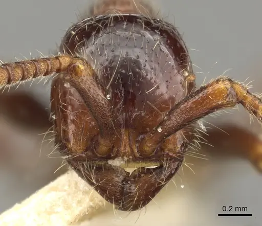Neivamyrmex manni specimen CASENT0902639 image casent0902639_2