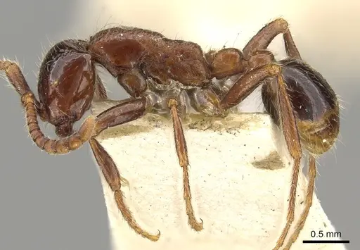 Neivamyrmex manni specimen CASENT0902639 image casent0902639_3