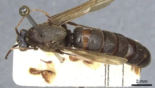 Neivamyrmex maxillosus specimen CASENT0903741 image casent0903741_1