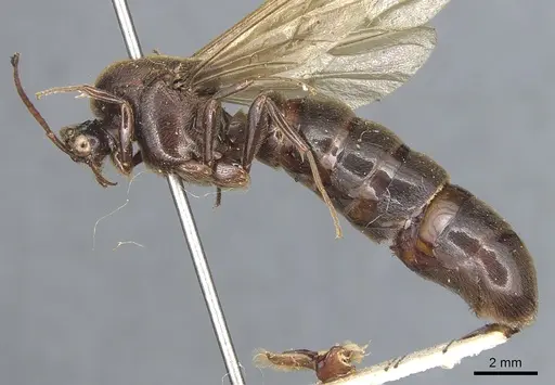 Neivamyrmex maxillosus specimen CASENT0903741 image casent0903741_3