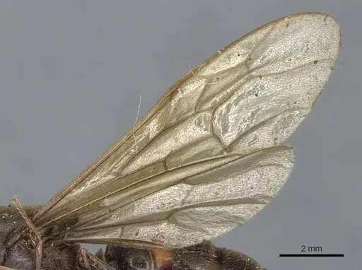 Neivamyrmex maxillosus specimen CASENT0903741 image casent0903741_4