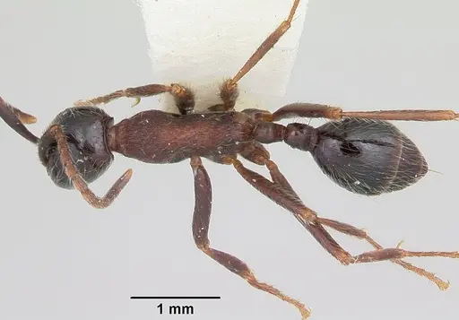 Neivamyrmex melanocephalus specimen CASENT0103136 image casent0103136_1