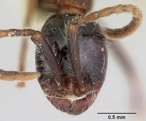 Neivamyrmex melanocephalus specimen CASENT0103136 image casent0103136_2