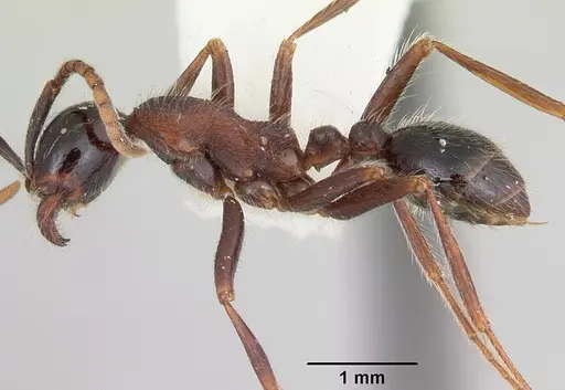 Neivamyrmex melanocephalus specimen CASENT0103136 image casent0103136_3