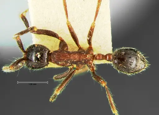 Neivamyrmex melanocephalus specimen CASENT0105643 image casent0105643_1