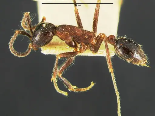 Neivamyrmex melanocephalus specimen CASENT0105643 image casent0105643_3