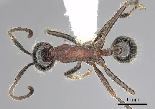 Neivamyrmex melanocephalus specimen CASENT0249491 image casent0249491_1