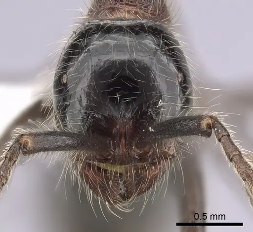 Neivamyrmex melanocephalus specimen CASENT0249491 image casent0249491_2