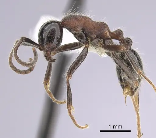 Neivamyrmex melanocephalus specimen CASENT0249491 image casent0249491_3