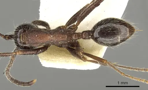 Neivamyrmex melanocephalus specimen CASENT0902638 image casent0902638_1