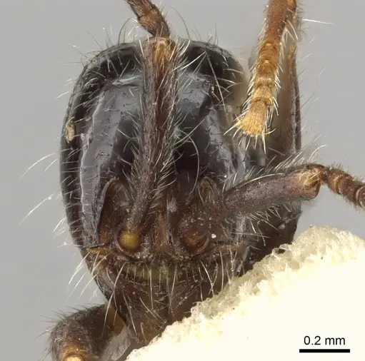 Neivamyrmex melanocephalus specimen CASENT0902638 image casent0902638_2