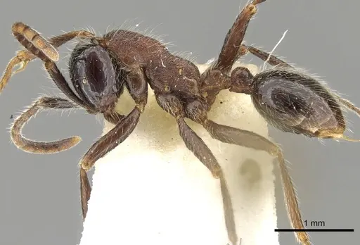 Neivamyrmex melanocephalus specimen CASENT0902638 image casent0902638_3