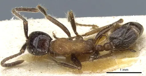 Neivamyrmex melanocephalus specimen CASENT0903725 image casent0903725_1