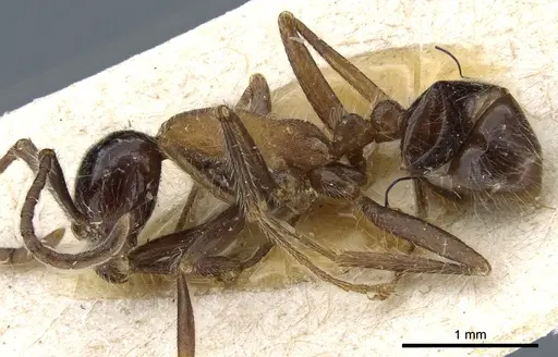 Neivamyrmex melanocephalus specimen CASENT0903725 image casent0903725_3