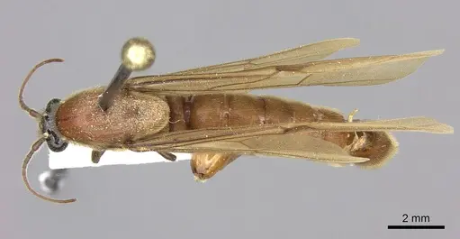 Neivamyrmex melanocephalus specimen JTLC000002540 image jtlc000002540_1