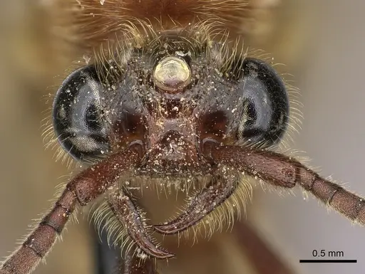 Neivamyrmex melanocephalus specimen JTLC000002540 image jtlc000002540_2