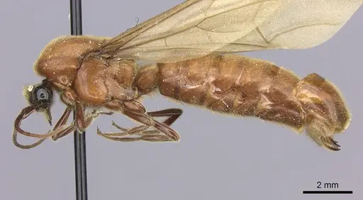 Neivamyrmex melanocephalus specimen JTLC000002540 image jtlc000002540_3