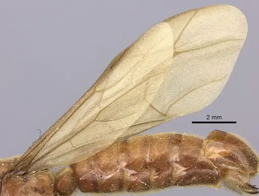 Neivamyrmex melanocephalus specimen JTLC000002540 image jtlc000002540_4