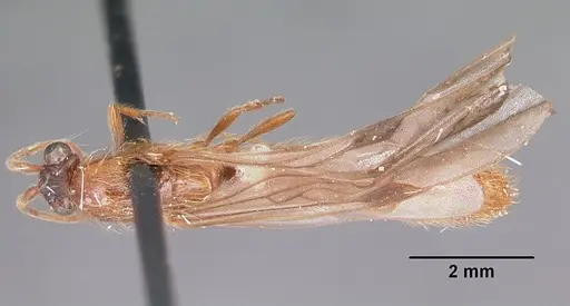 Neivamyrmex melshaemeri specimen CASENT0104810 image casent0104810_1