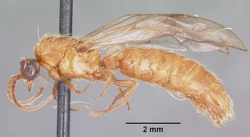 Neivamyrmex melshaemeri specimen CASENT0104810 image casent0104810_3