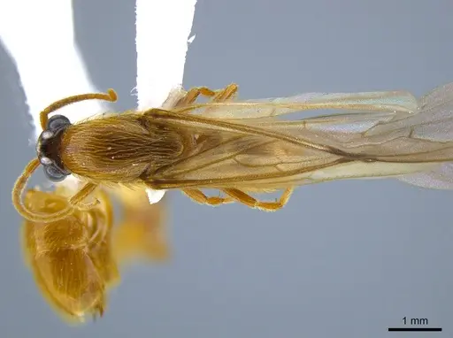 Neivamyrmex melshaemeri specimen CASENT0631870 image casent0631870_1