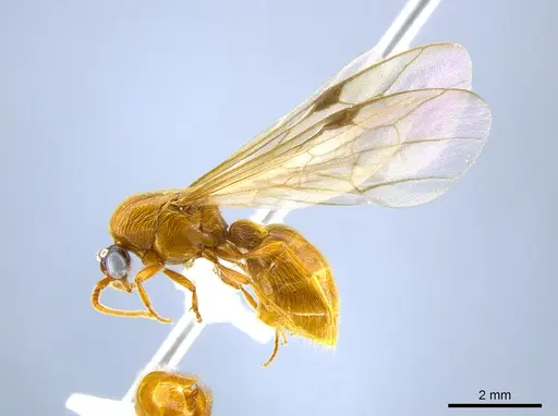Neivamyrmex melshaemeri specimen CASENT0631870 image casent0631870_3