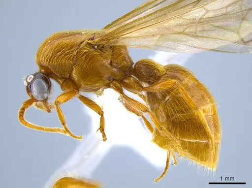 Neivamyrmex melshaemeri specimen CASENT0631870 image casent0631870_4