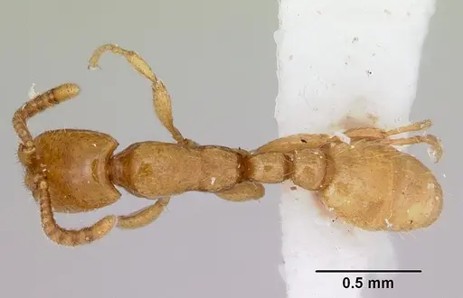 Neivamyrmex microps specimen CASENT0103464 image casent0103464_1