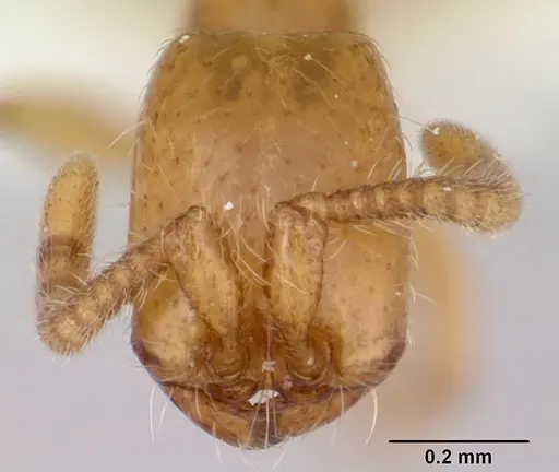 Neivamyrmex microps specimen CASENT0103464 image casent0103464_2